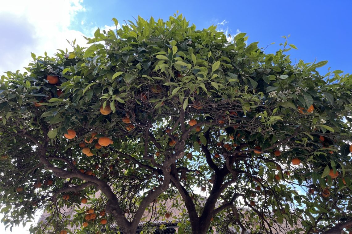 Orangenbaum auf unserer Parador Tour in Ronda