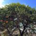 Orangenbaum auf unserer Parador Tour in Ronda